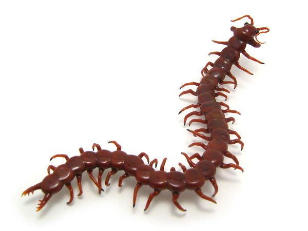 Centipede, glass centipede by Wesley Fleming
