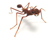 MHazel_leafcutter-ant