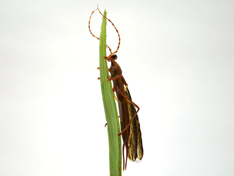 Owlfly Resting on Grass, glass owlfly by Wesley Fleming