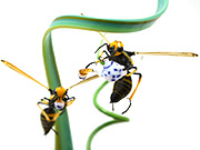PED_tea-for-two-wasps