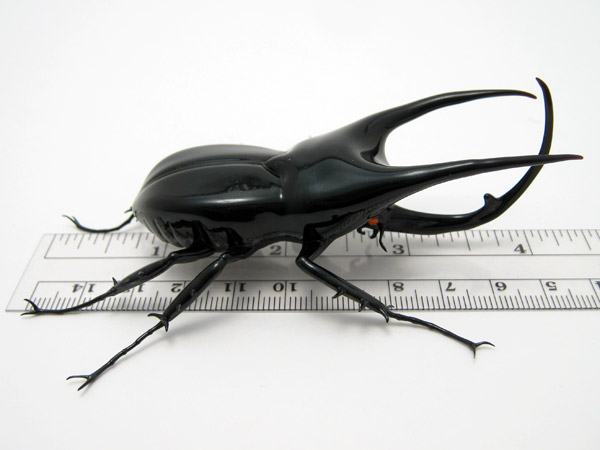 Atlas Beetle - Chalcosoma atlas, glass bug by Wesley Fleming