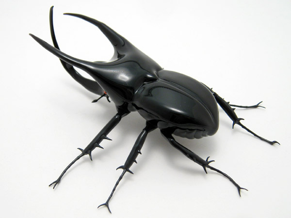 Atlas Beetle - Chalcosoma atlas, glass Chalcosoma atlas by Wesley Fleming