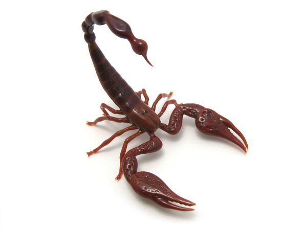 African Burrowing Scorpion, glass scorpion by Wesley Fleming
