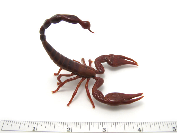 African Burrowing Scorpion, glass insect by Wesley Fleming