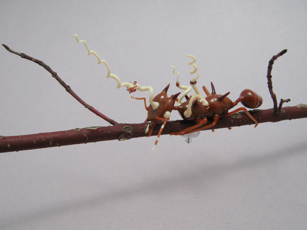 Leafcutter Ant Infected with Cordyceps Fungus, glass bug by Wesley Fleming