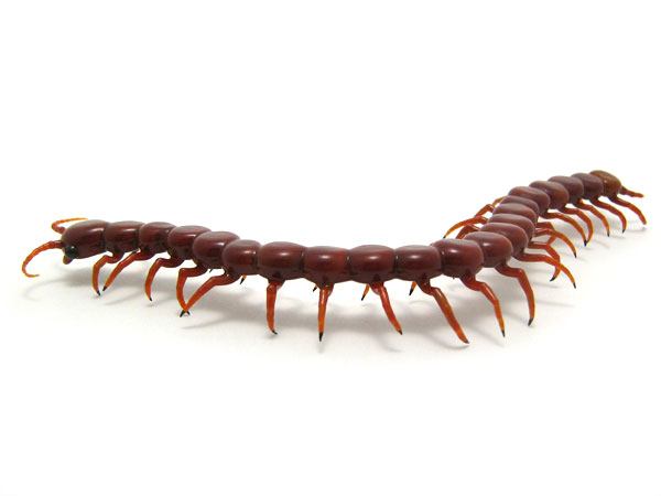 Centipede, glass insect by Wesley Fleming