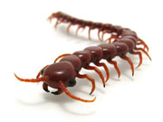 centipede