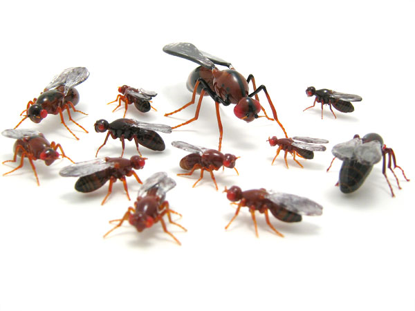 Drosophila - 12 species, glass flies by Wesley Fleming