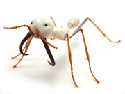 eciton-army-ant