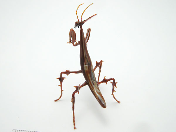 Ghost Mantis, glass insect by Wesley Fleming