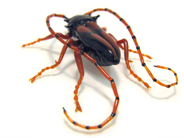 Longhorn Beetle, glass beetle by Wesley Fleming