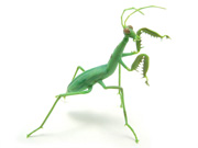 mantis-w-pin