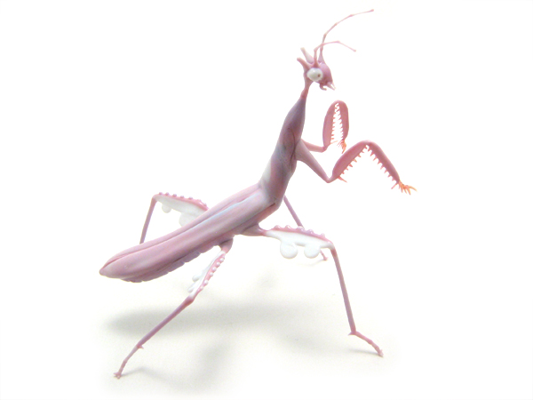 Orchid Mantis, glass insect by Wesley Fleming