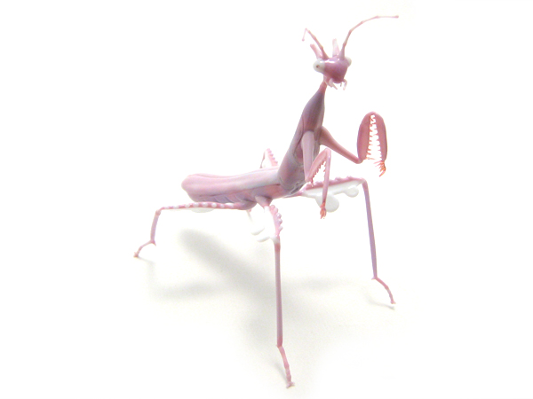 Orchid Mantis, glass bug by Wesley Fleming