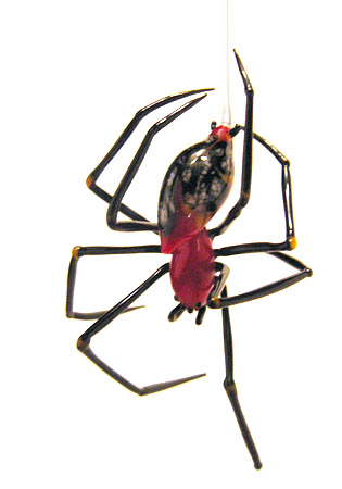 Papuan Spider