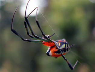 Papuan Spider, actual photo