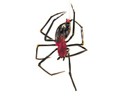 papuan_spider