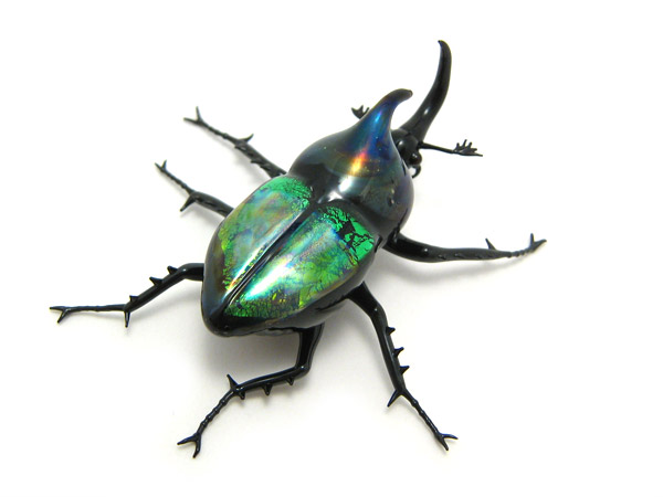 Jewel Rhinoceros Beetle, glass beetle by Wesley Fleming