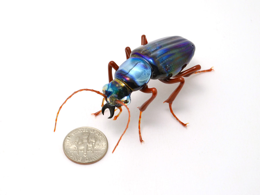 Iridescent Tiger Beetle, glass beetle spider by Wesley Fleming