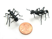 tiny-ants_SQuick