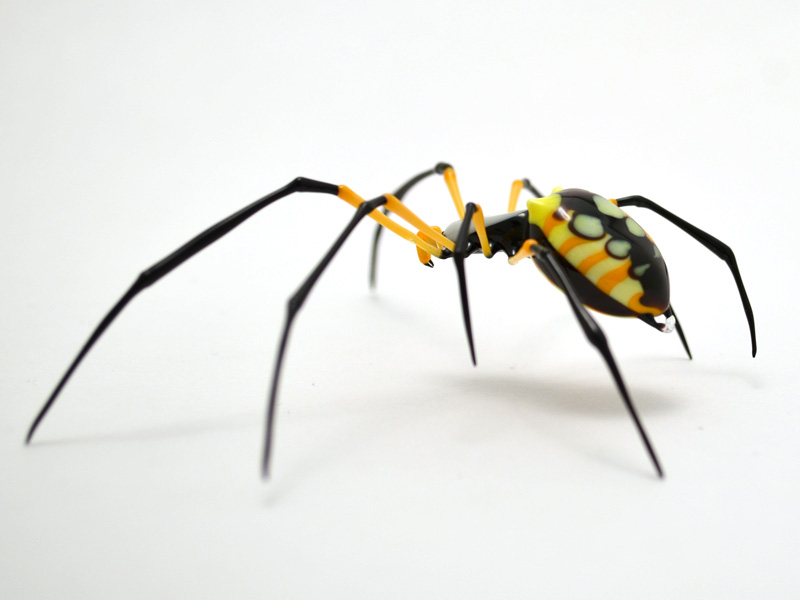 Argiope aurentina, glass spider by Wesley Fleming