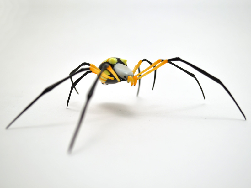 Argiope aurentina, glass bug by Wesley Fleming