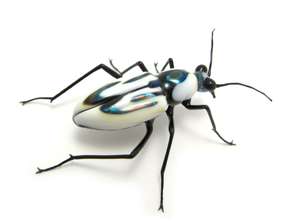 Tiger Beetle \"Cicindela dorsalis\", glass bug by Wesley Fleming