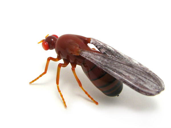 Drosophila melanogaster, glass fly by Wesley Fleming