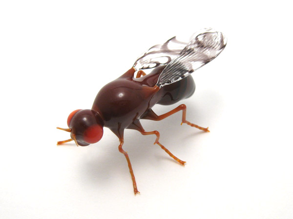 Drosophila melanogaster, glass fly by Wesley Fleming