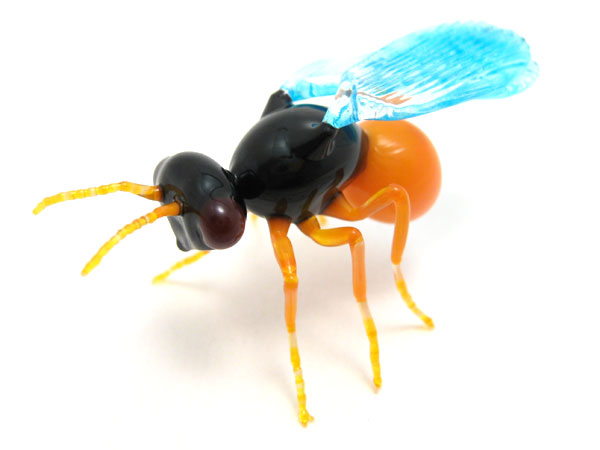 Encarsia formosa - parasitic wasp, glass bug by Wesley Fleming