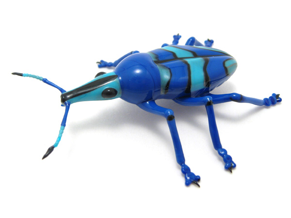 Eupholus magnificus, glass insect by Wesley Fleming