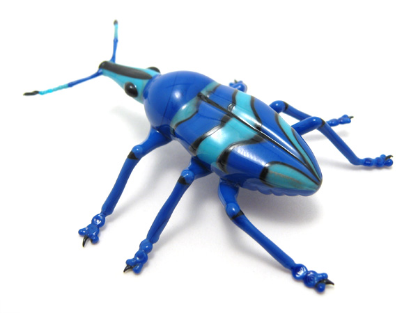 Eupholus magnificus, glass beetle by Wesley Fleming
