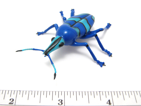 Eupholus magnificus, glass weevil by Wesley Fleming