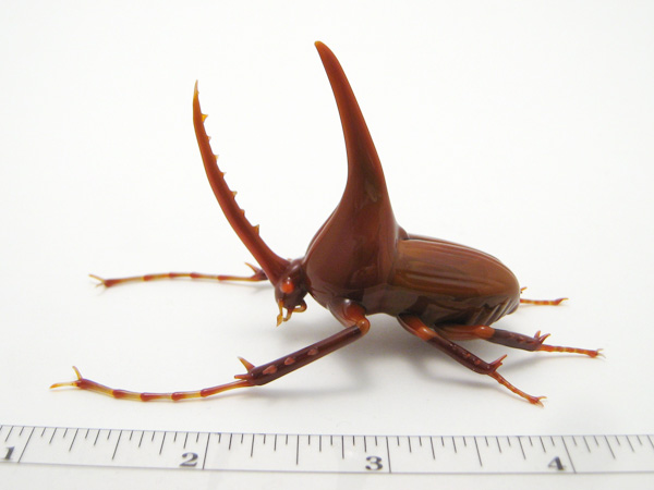 Golofa porteri hope, glass bug by Wesley Fleming