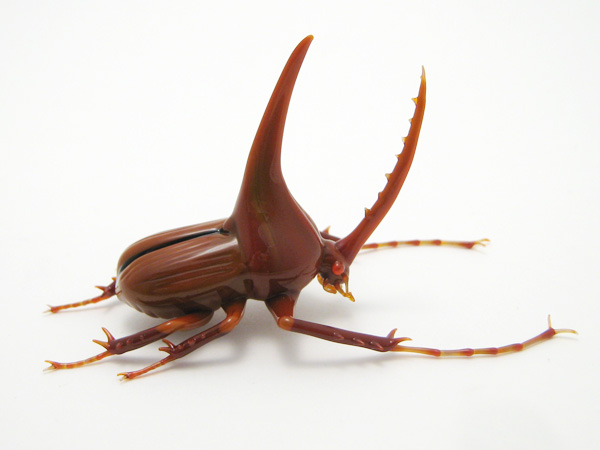 Golofa porteri hope, glass beetle by Wesley Fleming