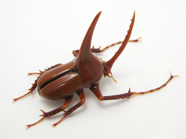 Golofa porteri hope, glass bug by Wesley Fleming