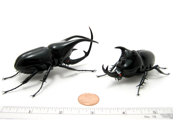 Atlas Beetle Pair - Chalcosoma atlas, glass insect by Wesley Fleming