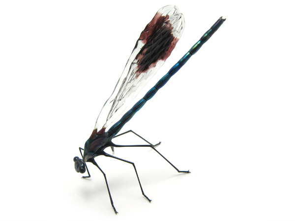 Banded Demoiselle, glass damselfly by Wesley Fleming