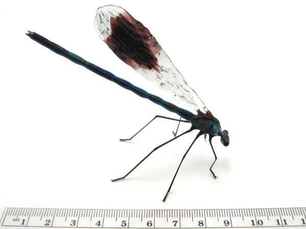 Banded Demoiselle, glass demoiselle by Wesley Fleming