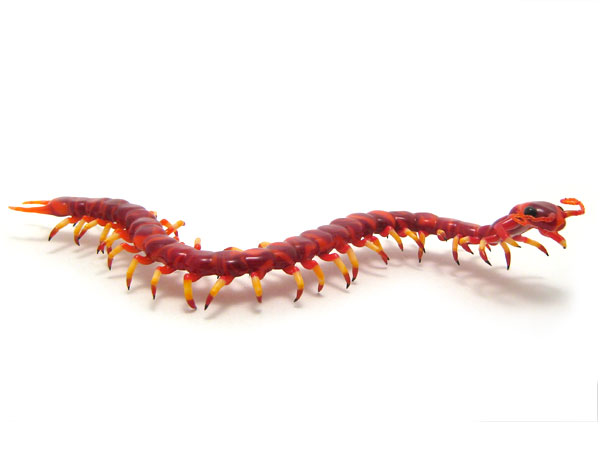Candipede, glass centipede by Wesley Fleming
