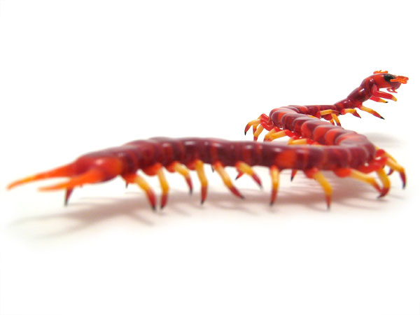 Candipede, glass centipede by Wesley Fleming