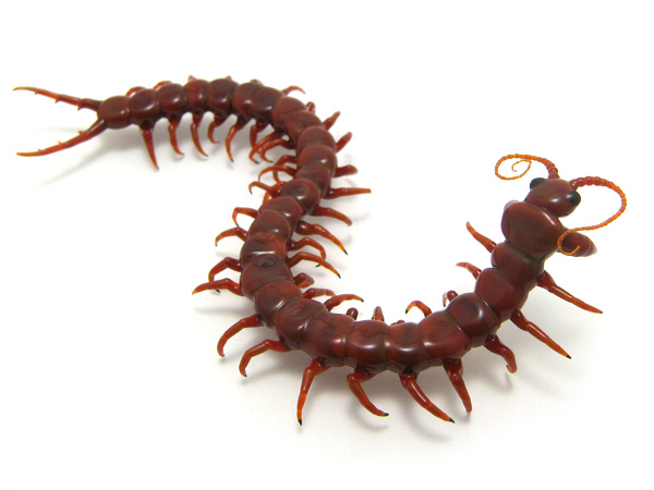 Centipede (the second!), glass bug by Wesley Fleming