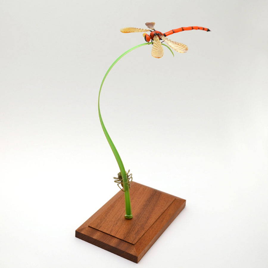 Freshly-Hatched Red Dragonfly, glass dragonfly by Wesley Fleming
