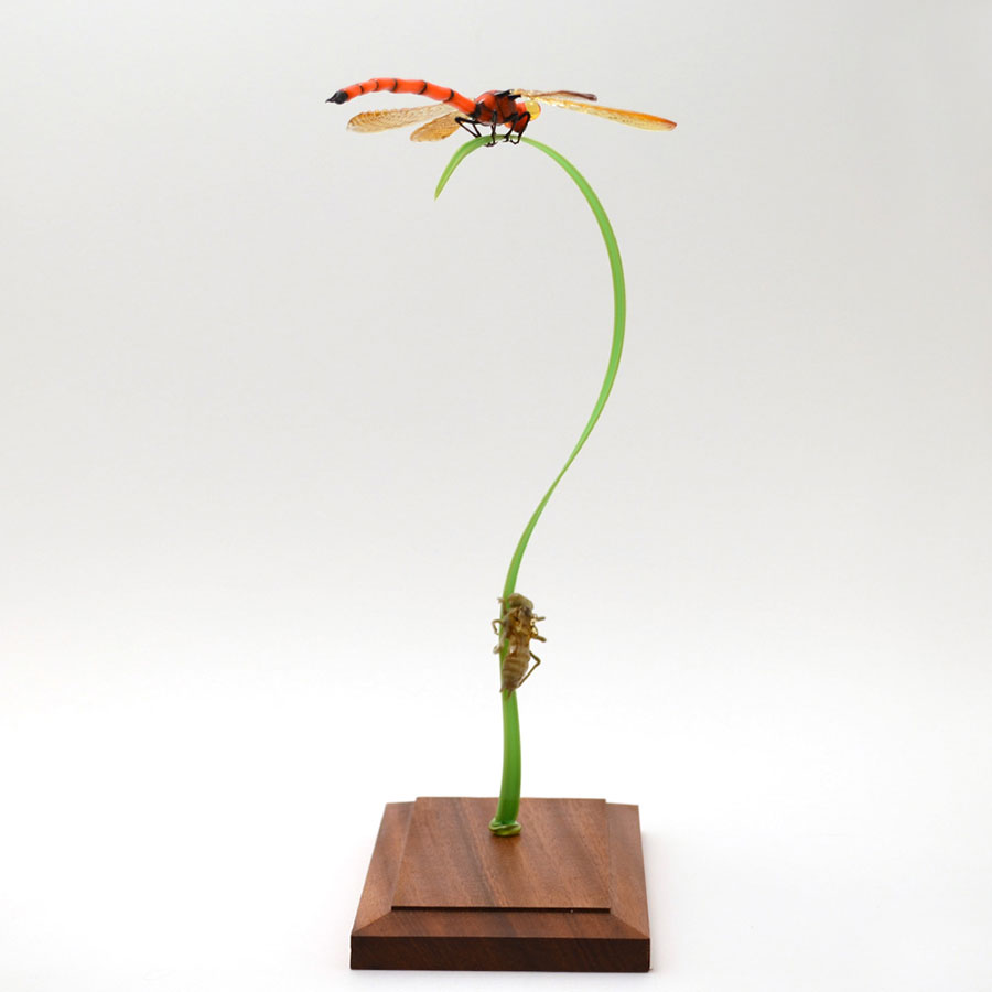 Freshly-Hatched Red Dragonfly, glass dragonfly by Wesley Fleming