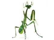 green-mantis-2014