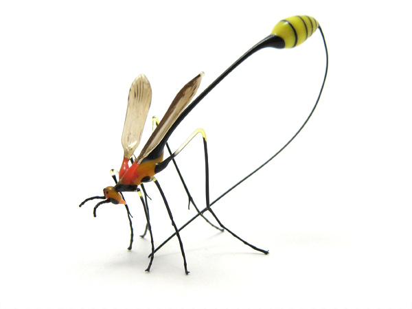 ichneumon wasp, glass ichneumon wasp by Wesley Fleming