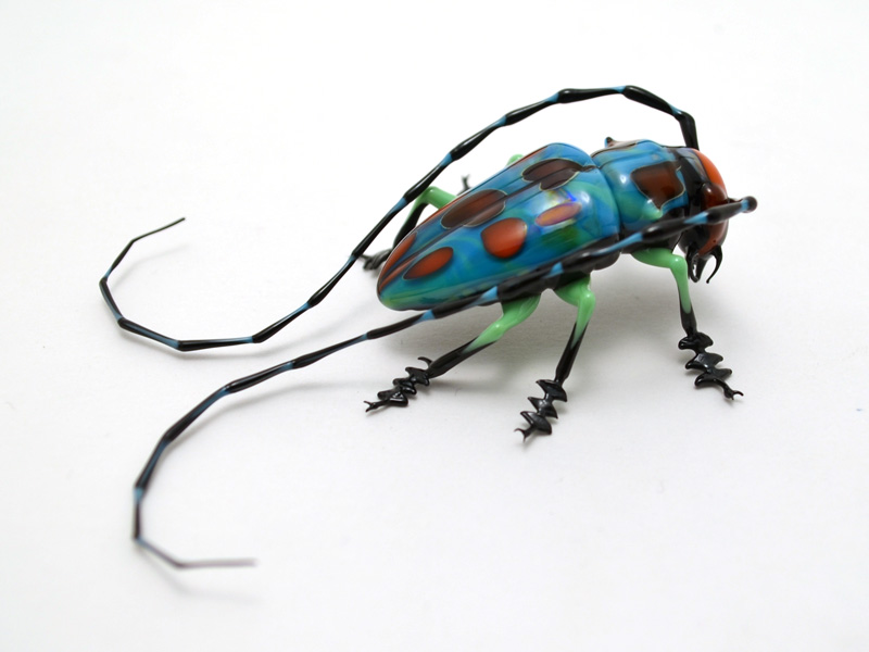 Longhorn Beetle, glass cerambycid by Wesley Fleming
