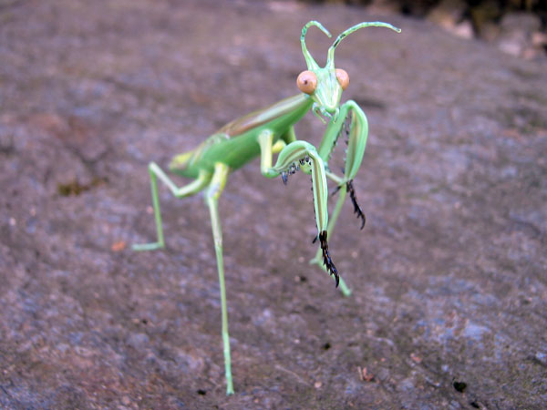 Preying Mantis, glass insect by Wesley Fleming