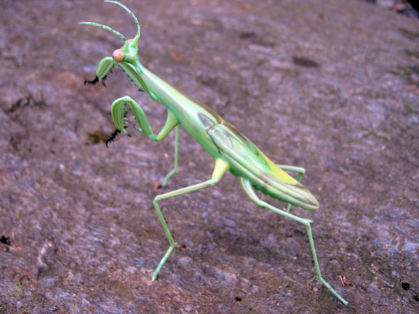 Preying Mantis, glass bug by Wesley Fleming