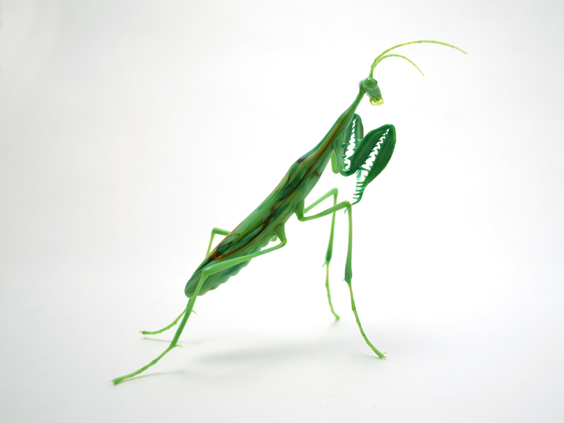 Preying Mantis, glass insect by Wesley Fleming